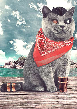 Pirate cat