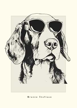 Bracco Italiano Sketch
