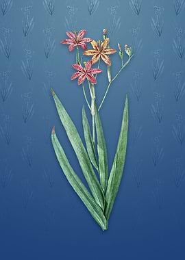 Vintage Blackberry Lily