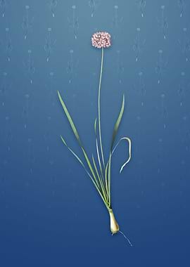 Vintage Mouse Garlic