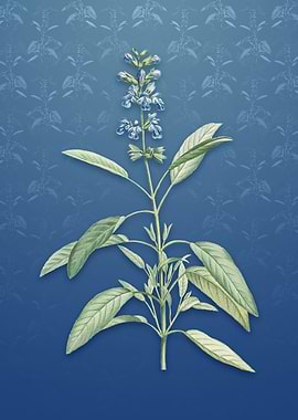 Sage Plant on Bahama Blue