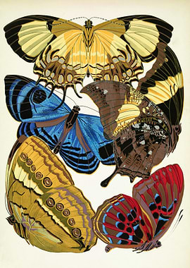 Vintage butterflies