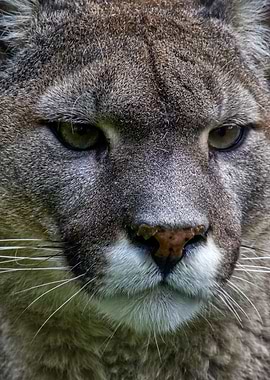 Puma Portrait