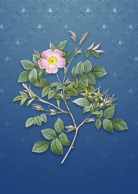 Vintage Malmedy Rose