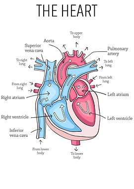Heart Anatomy