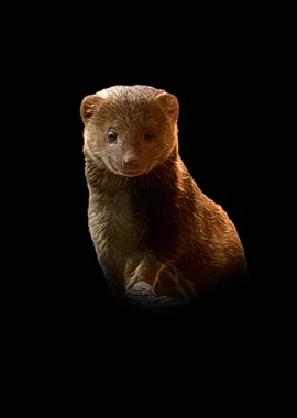 Mongoose