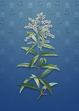 Vintage Lemon Verbena