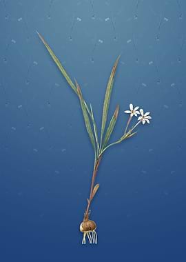 Gladiolus Inclinatus