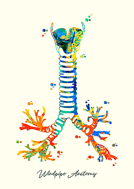 Windpipe Anatomy