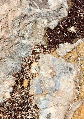 Sea summer rocks close up