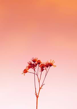 red flower branch