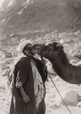 Camel Kissing Sheikh