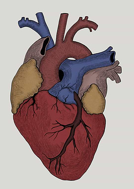 Heart anatomy