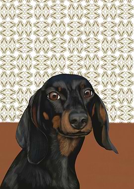 Black Dachshund Portrait