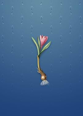 Spring Meadow Saffron