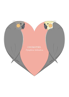 cockatiel