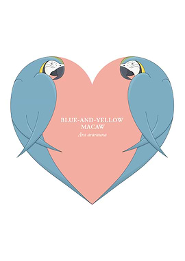 blue and yellow macaw