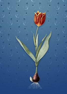 Tulip on Bahama Blue