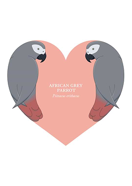 african grey parrot