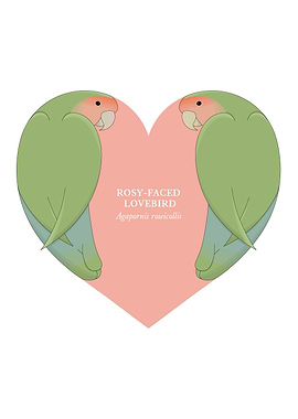 rosy faced lovebird