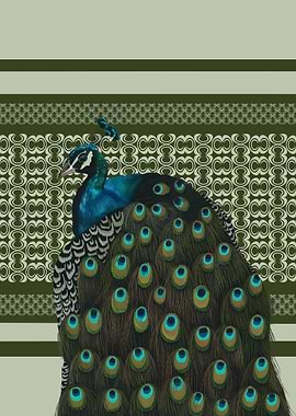 Elegant Peacock Bird