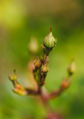 Macro of a rose