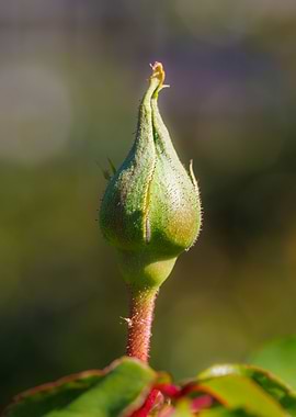 Macro of a rose