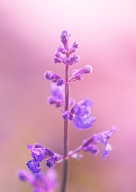Purple Fireweed on Pink