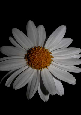 White leucanthemum flower