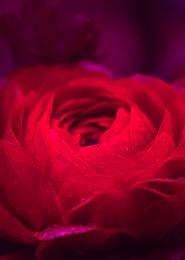 Crimson Red Rose Petals