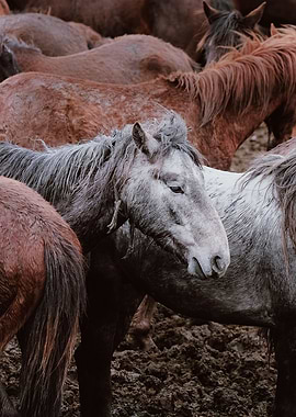 abstract animal pony