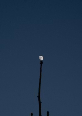 Moon on a stick