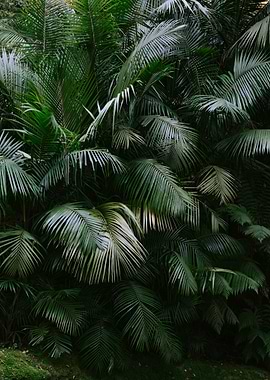 Tropical palm leaves
