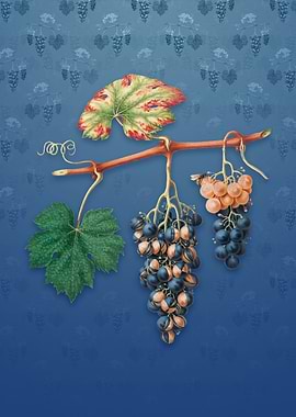 Vintage Summer Grape