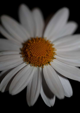 White leucanthemum flower