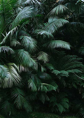 Tropical palm leaf