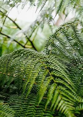 Green fern leaves