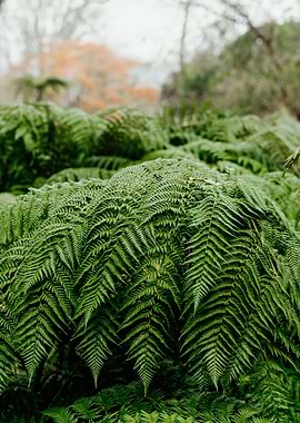 Fresh fern leaves