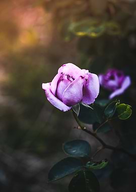 Purple rose