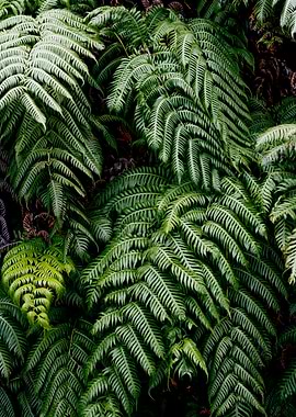 Lush tropical leaves