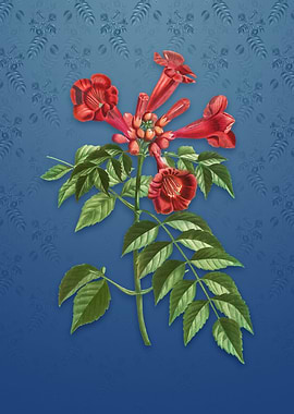 Vintage Trumpet Vine