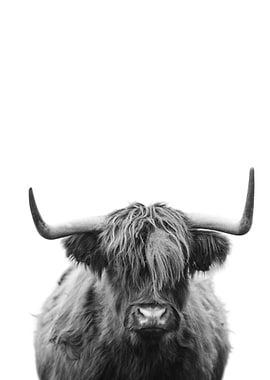 Bull Animal Portrait