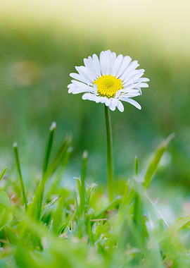 Macro of daisy flower