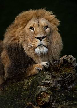 Portrait lion on a tree