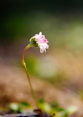 Macro of daisy flower