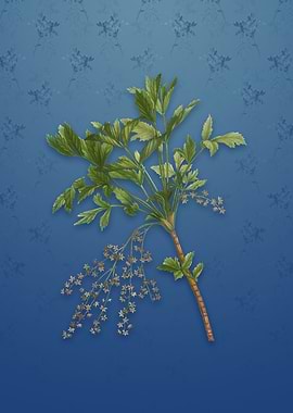 Vintage Shrub Yellowroot