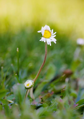 Macro of daisy flower