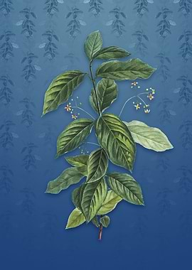 Vintage Broadleaf Spindle