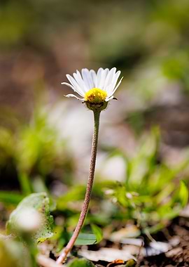 Macro of daisy flower