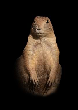 Prairie dog